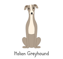 Italian Greyhound Puppies